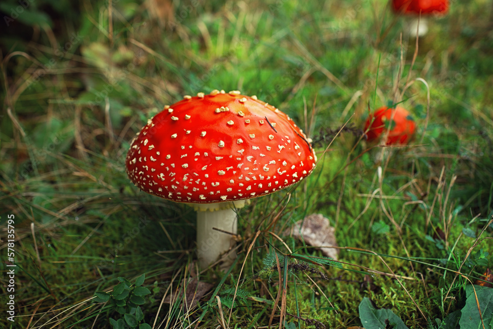 Fly agaric or fly amanita mushroom (Amanita muscaria). Muscimol mushroom. Wild mushroom growing in forest. Ukraine. Fly agaric or fly amanita mushroom (Amanita muscaria). Muscimol mushroom. Wild mushroom growing in forest. Ukraine.