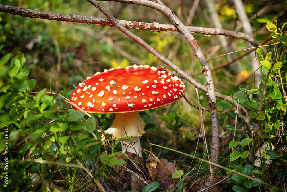 Fly agaric or fly amanita mushroom (Amanita muscaria). Muscimol mushroom. Wild mushroom growing in forest. Ukraine. Fly agaric or fly amanita mushroom (Amanita muscaria). Muscimol mushroom. Wild mushroom growing in forest. Ukraine.
