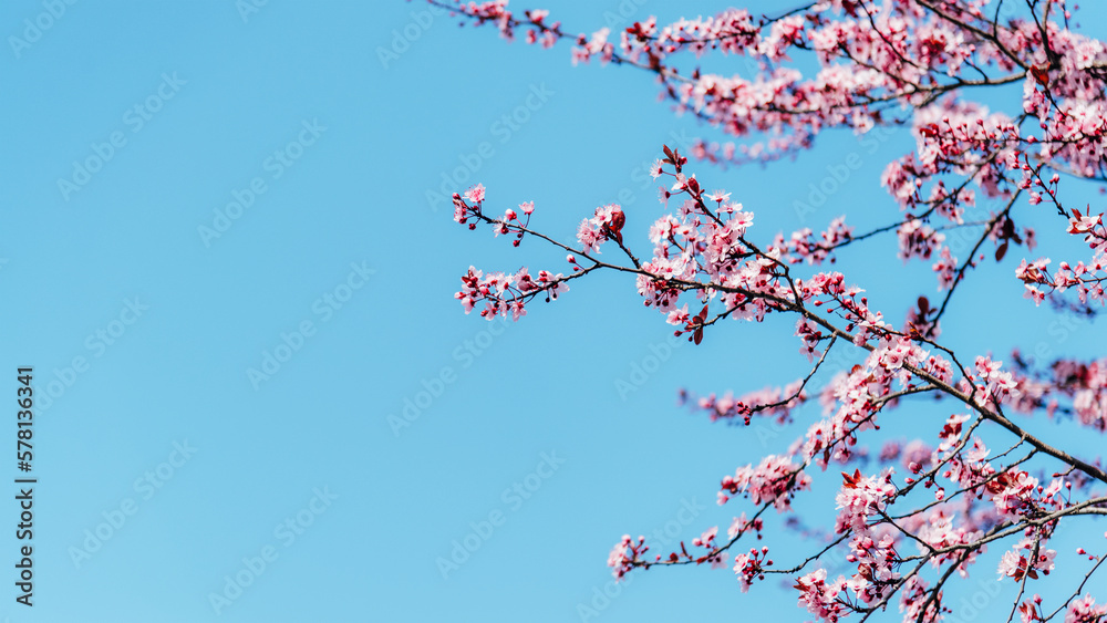 Blossoming cherry branches against blue sky. Spring concept. Selective focus, copy space Blossoming cherry branches against blue sky. Spring concept. Selective focus, copy space
