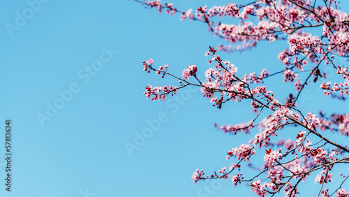Blossoming cherry branches against blue sky. Spring concept. Selective focus, copy space