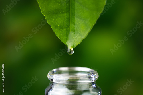 Flowing drops with pouring liquid essential oil on green nature background. Dropper lemon tree leaves. with a falling drop of aromatherapy oil close-up. Beauty, wellness and body care. 