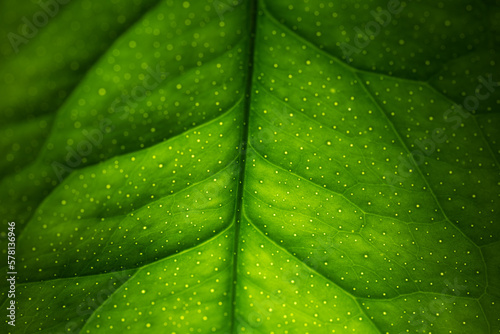 Stampa su tela Closeup leaf texture