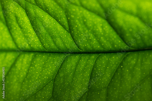 Closeup leaf texture. Green lemon leaf close-up. Abstract natural floral background Selective focus, macro. Flowing lines of leaves