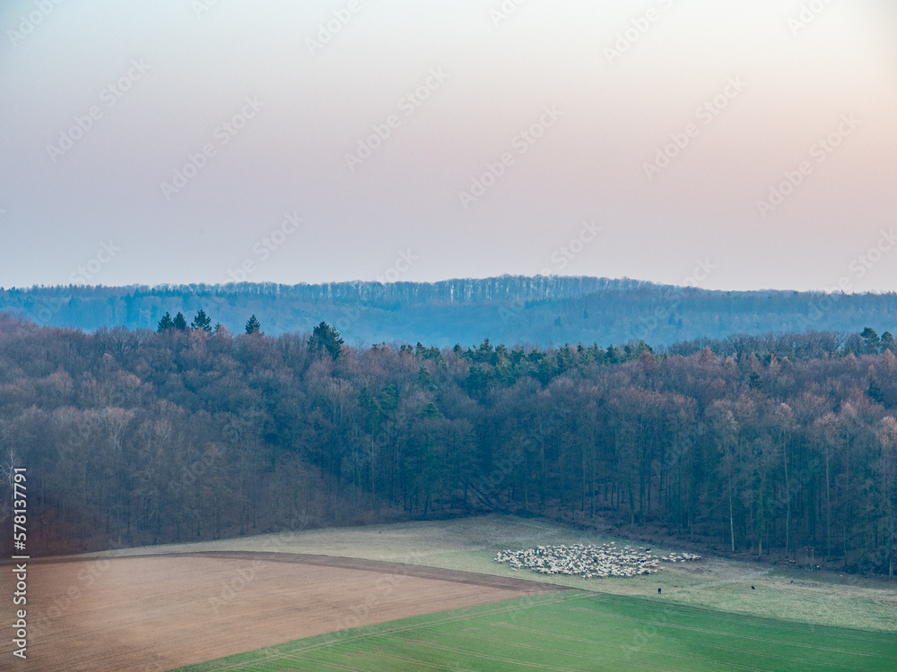 Obraz premium Gr0ße Herde Schafe auf einer Weide