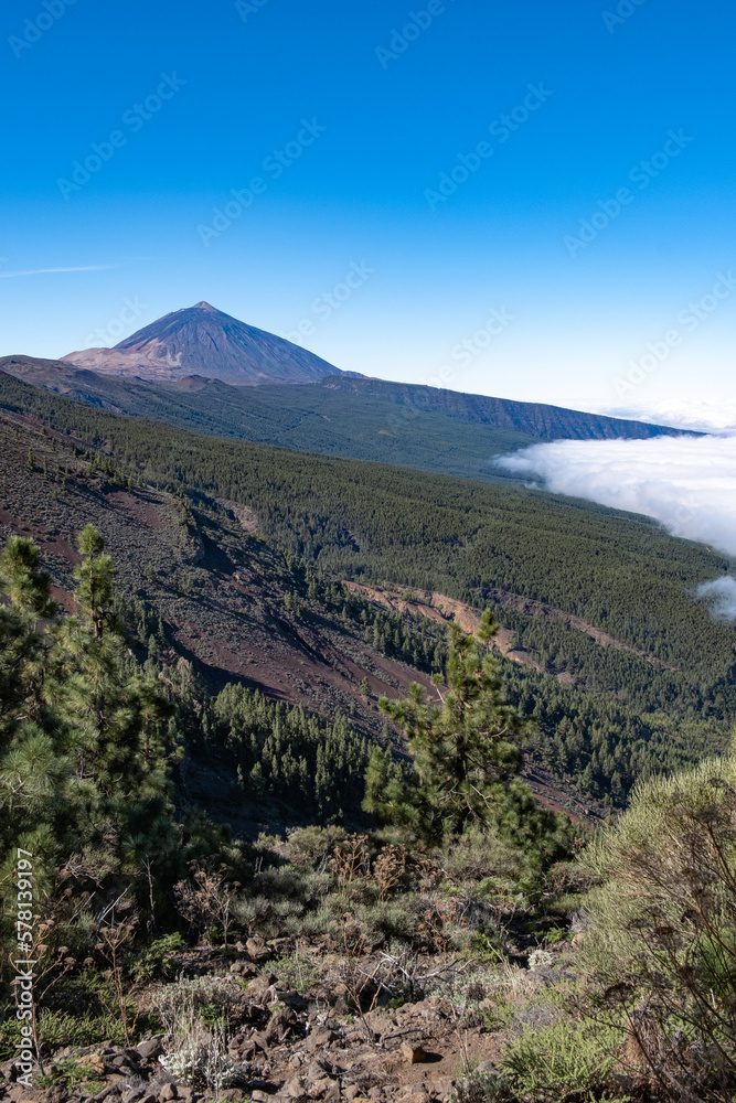 Vertical landscape of volcano el teide trees and woods in foregound during sunny summer day in tenerife, spain	
