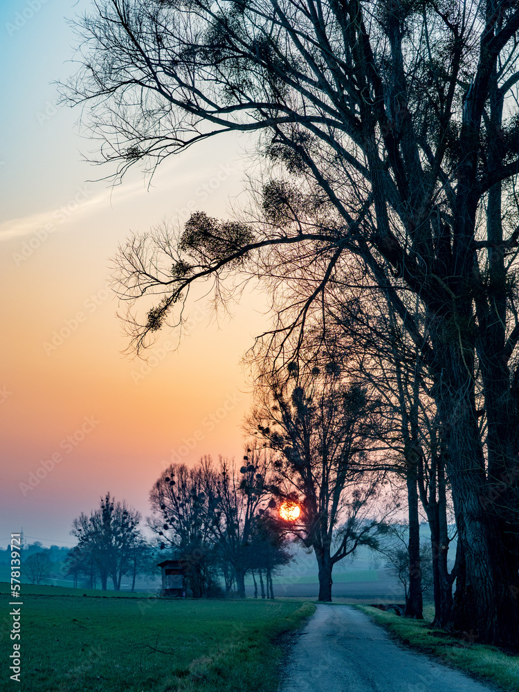 Fototapeta premium Misteln auf Baum im Sonnenuntergang