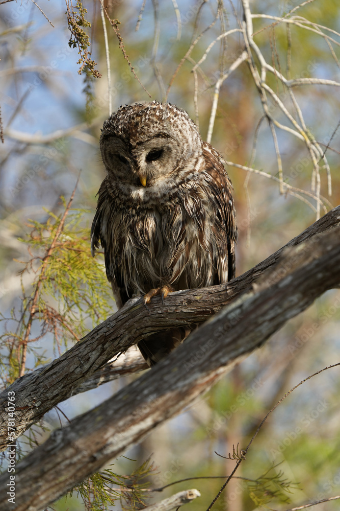 Fototapeta premium great owl