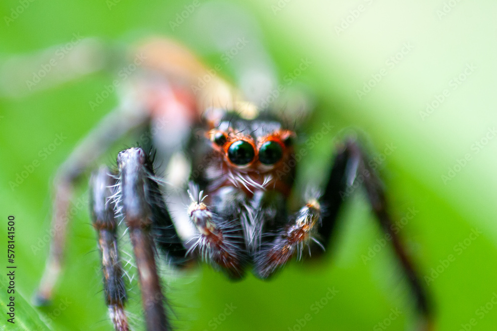 Aranha Aranha