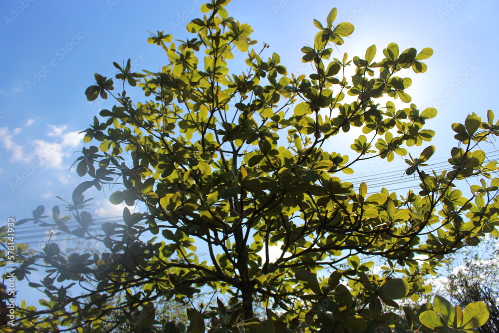 Fototapeta premium Leaves against blue sky