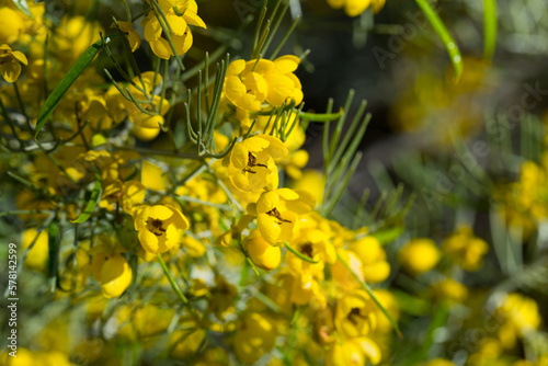 Close-up view of yellow flowers of Silver cassia plant photo
