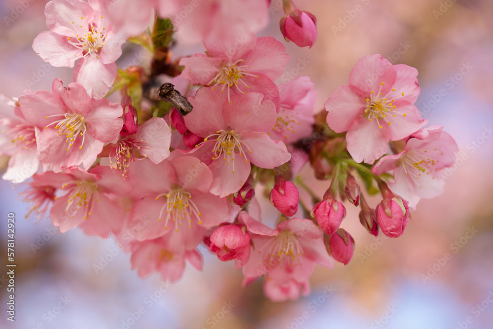河津桜 河津桜