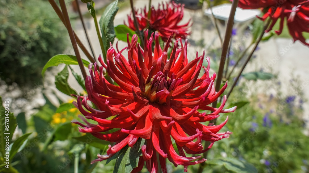 Fototapeta premium Dahlia cultorum Thorsrud and Reisaeter big red flower in the garden.