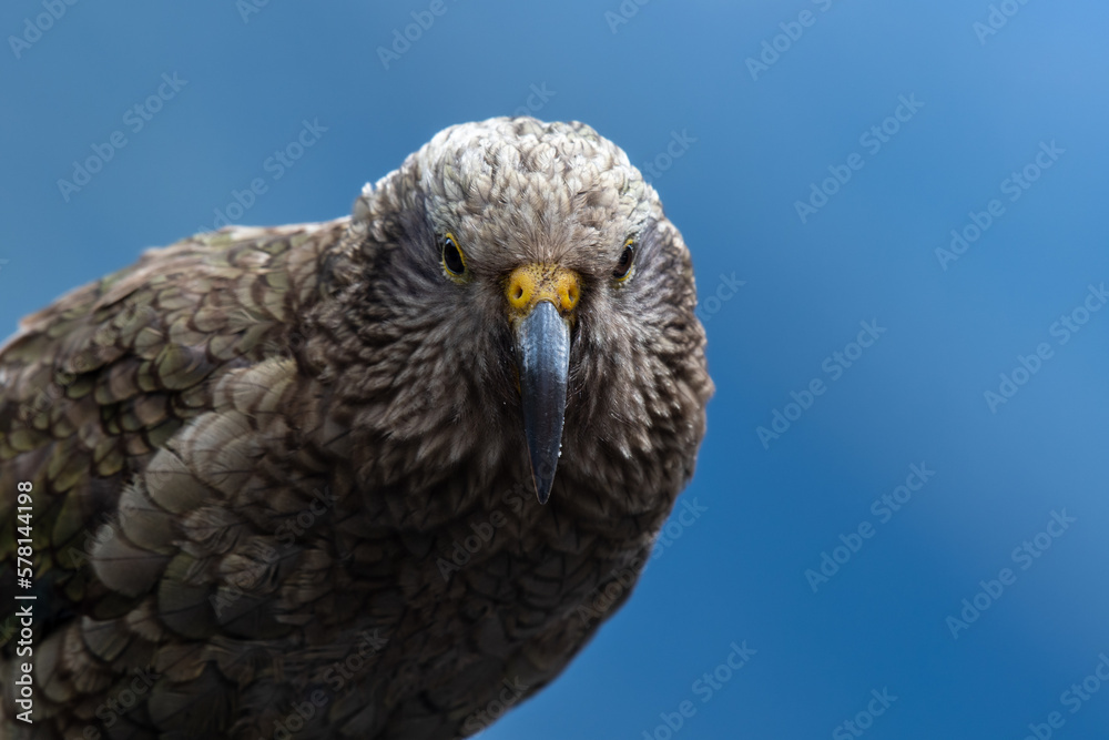 Up close with a Kea, the native New Zealand parrot