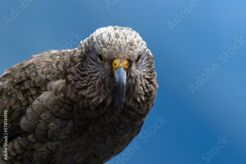Up close with a Kea, the native New Zealand parrot photo