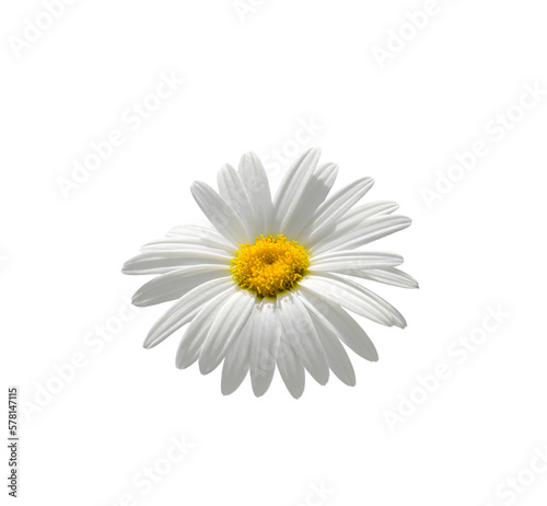Fototapeta Naklejka Na Ścianę i Meble -  White Shasta daisy flower with yellow center isolated cutout