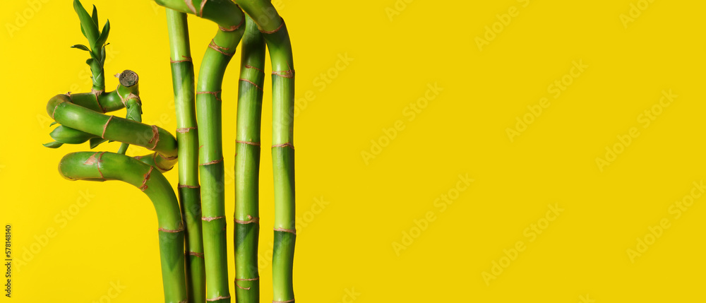 Bamboo branches on yellow background with space for text Bamboo branches on yellow background with space for text