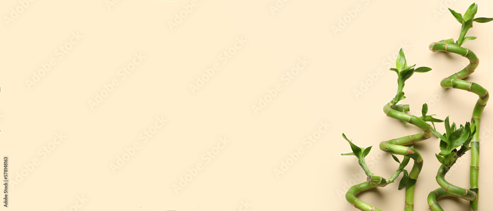Obraz premium Bamboo branches on beige background with space for text