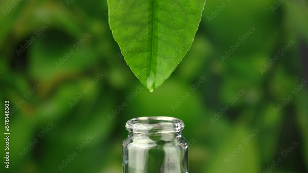 Flowing drops with pouring liquid essential oil on green nature background. Dropper lemon tree leaves. with a falling drop of aromatherapy oil close-up. Beauty, wellness and body care. Vertical photo. Flowing drops with pouring liquid essential oil on green nature background. Dropper lemon tree leaves. with a falling drop of aromatherapy oil close-up. Beauty, wellness and body care. Vertical photo.