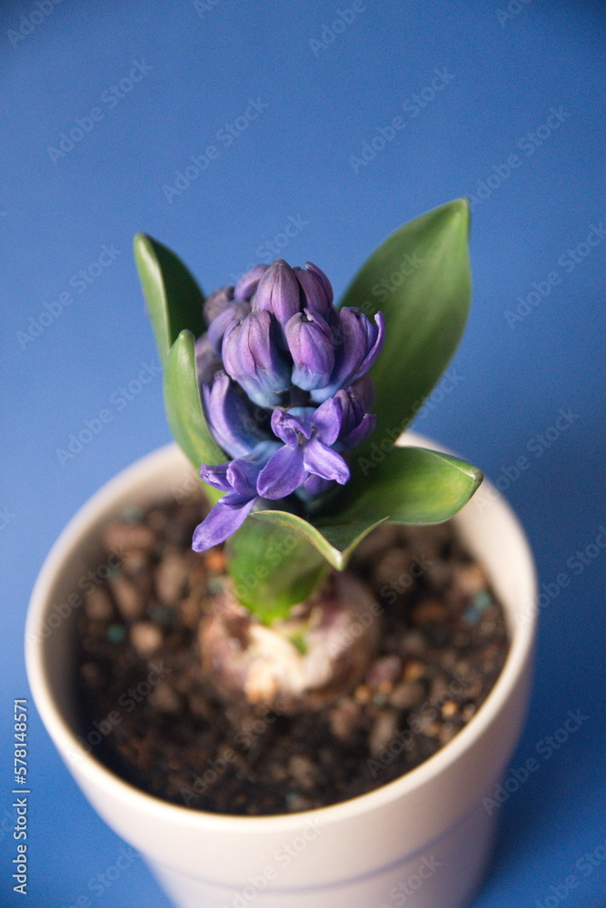 Violet Hyacinth, Hyacinthus orientalis - common, Dutch or garden hyacinth, on blue background Violet Hyacinth, Hyacinthus orientalis - common, Dutch or garden hyacinth, on blue background