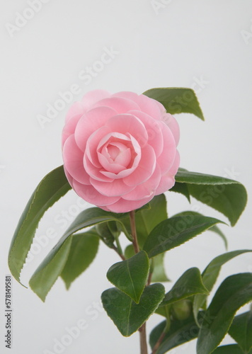 Cam  llia jap  nica Pink Perfection  Uso Otome variety  with light pink flowers   Rose of winter  on light grey background