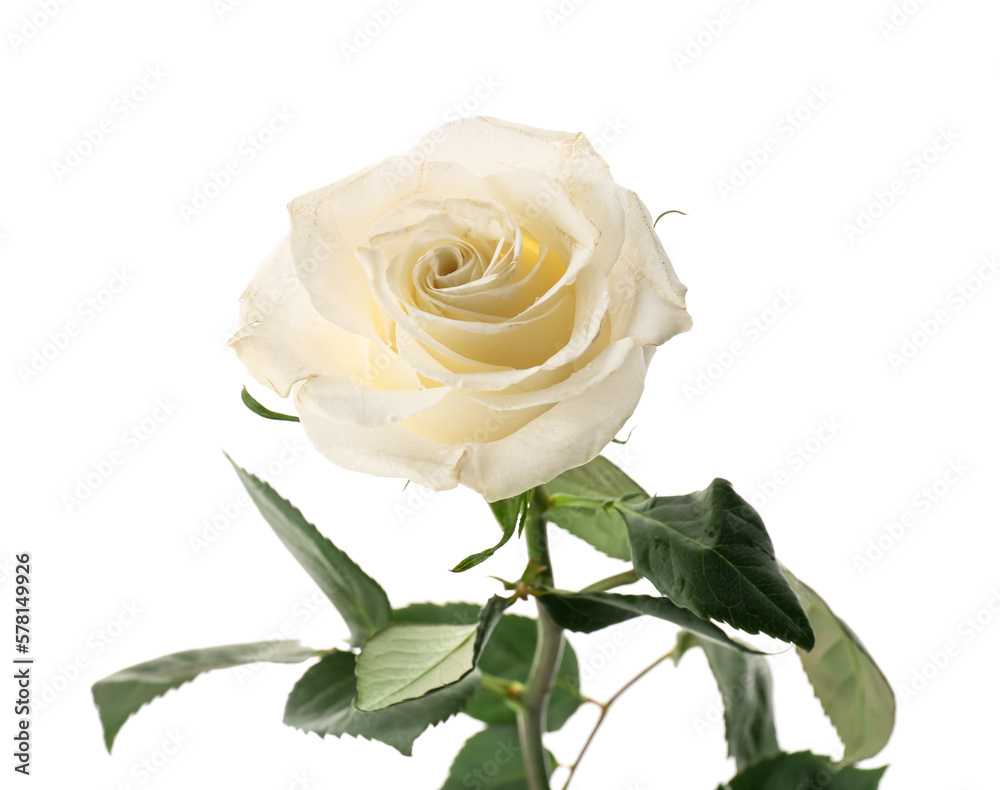 Delicate rose flower isolated on white background, closeup Delicate rose flower isolated on white background, closeup