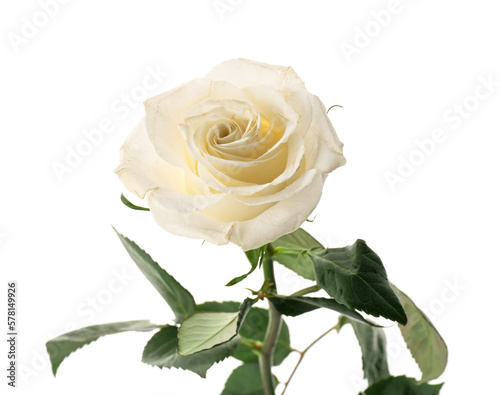Delicate rose flower isolated on white background, closeup