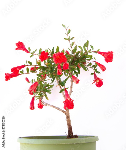 Mini pomegranate tree with red flowers, bonsai tree , on white background photo