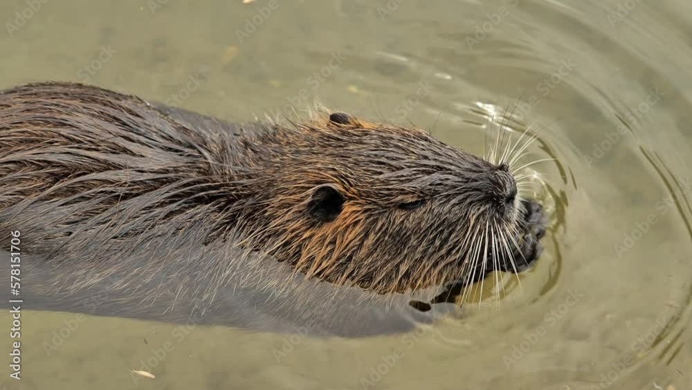 Nutria chewing on a leaf in water.Nutria in the water floats close-up. waterfowl rodent coypu.Myocastor coypus.Echimyidae Nutria chewing on a leaf in water.Nutria in the water floats close-up. waterfowl rodent coypu.Myocastor coypus.Echimyidae
