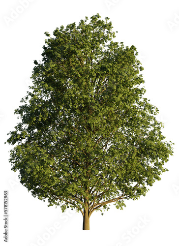 chestnut tree, Castanea sativa isolated on transparent background photo
