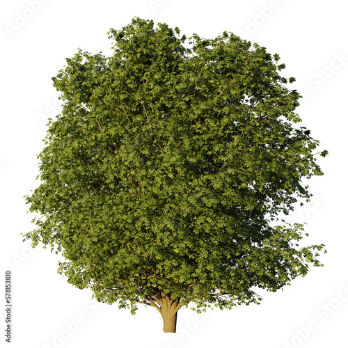 chestnut tree, Castanea sativa isolated on transparent background  photo
