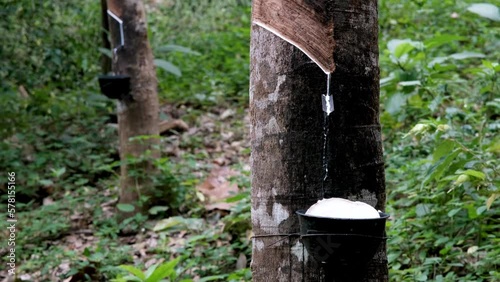 Collecting natural rubber. Tripod shot of latex dripping from trunk down the gutter into the collector. Thailand. photo