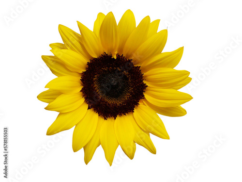 helianthus annuus, flower of the plant called sunflower photo