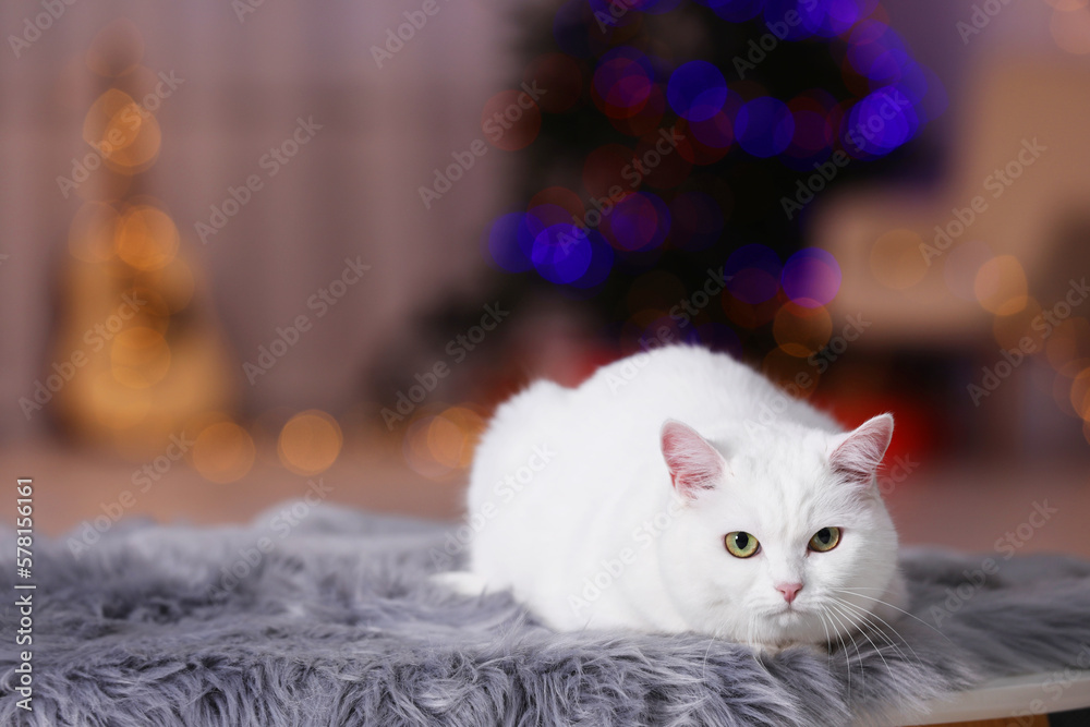 Christmas atmosphere. Cute cat lying on fur rug indoors. Space for text