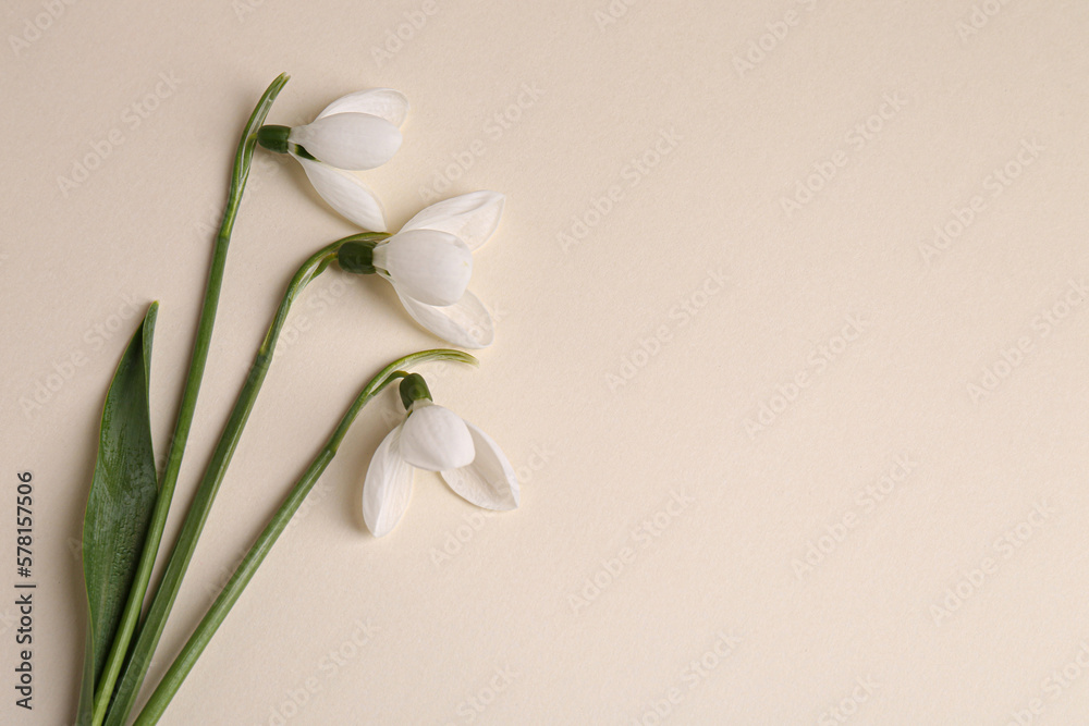 Obraz premium Beautiful snowdrops on beige background, flat lay. Space for text