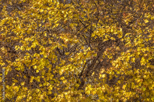 Obraz na płótnie Autumn trees golden landscape, yellow forest in Balkans of Bulgaria w salonie