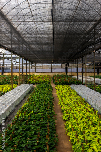 Production and cultivation flowers and plants for garden in greenhouse in Brazil