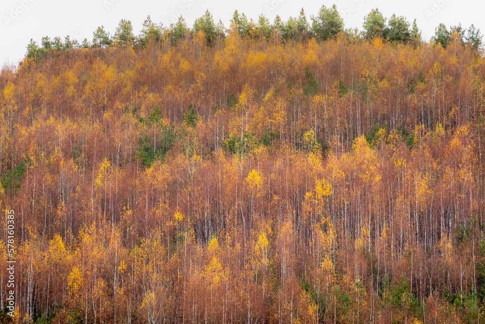 Autumn trees golden landscape, yellow forest in Balkans of Bulgaria
