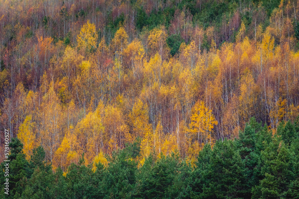 Autumn trees golden landscape, yellow forest in Balkans of Bulgaria