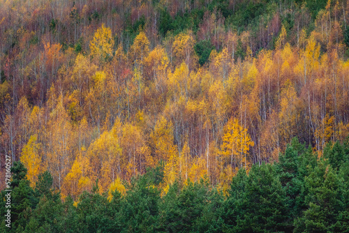 Obraz na płótnie Autumn trees golden landscape, yellow forest in Balkans of Bulgaria w salonie