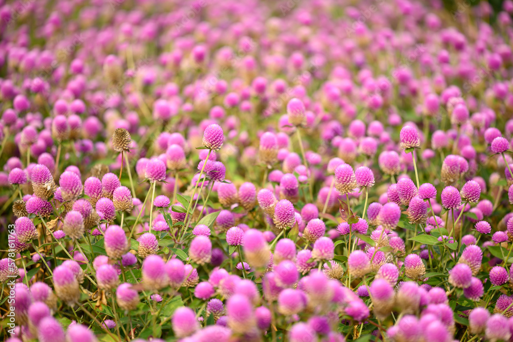 Beautiful pink Globe Amaranth flower blooming in garden Beautiful pink Globe Amaranth flower blooming in garden