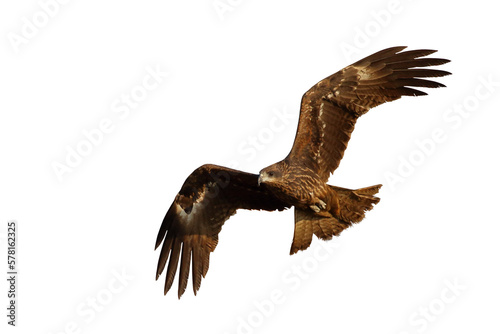 Bird of prey Black kite (Milvus migrans) flying on transparent background png file © Passakorn