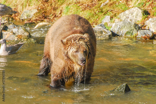A large blonde grizzly bear stands in the river dripping with water