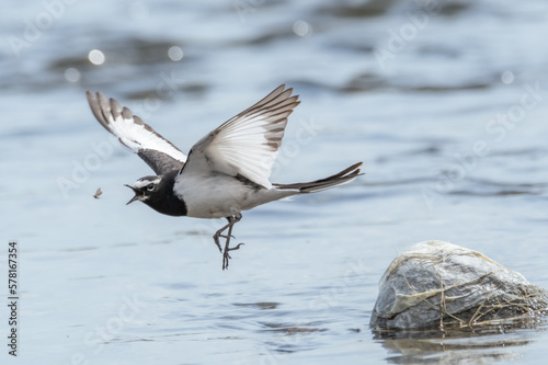 セグロセキレイ