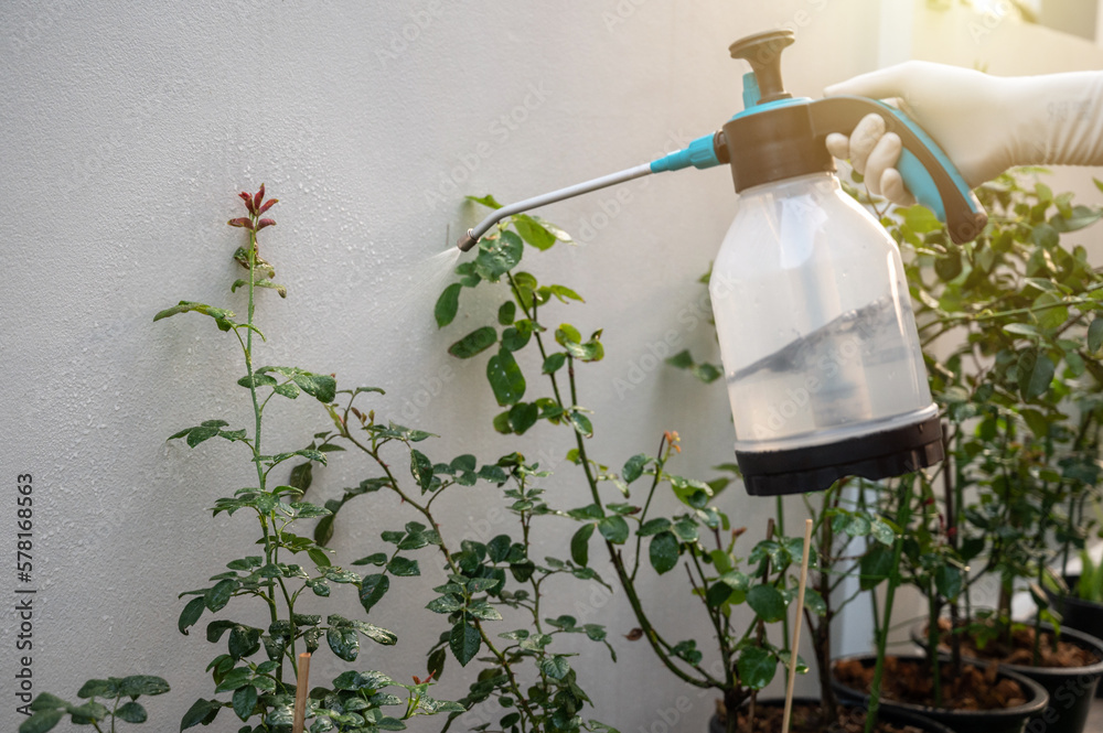 Foto de Someone spraying an insecticide to rose bud for prevent and