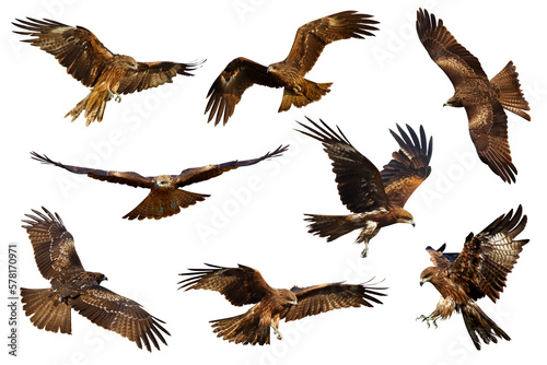 Set of Black kite (Milvus migrans) flying isolated on transparent background png file