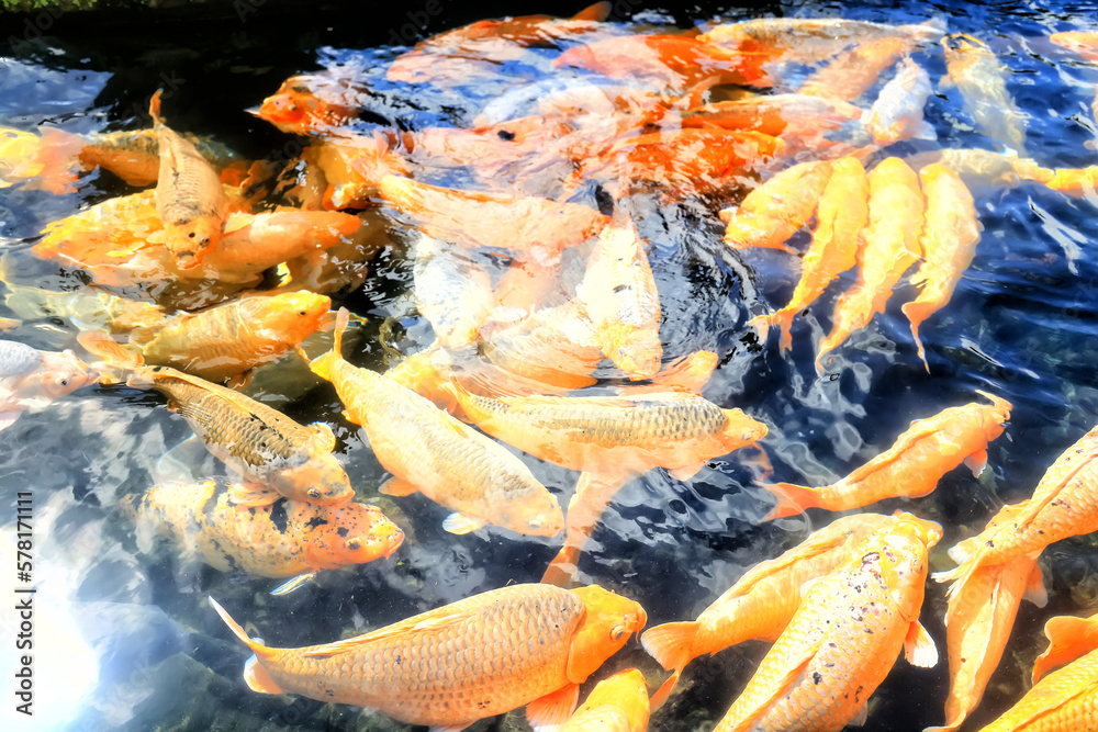 multicolored carp in black water asia background pond oriental nature multicolored carp in black water asia background pond oriental nature