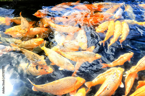 multicolored carp in black water asia background pond oriental nature