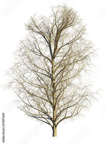 winter chestnut tree, Castanea sativa isolated on transparent background 