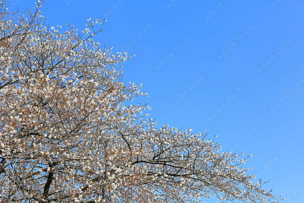 桜と青空
