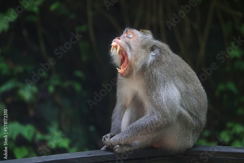 Photography monkey in the wild macaque asia jungle park